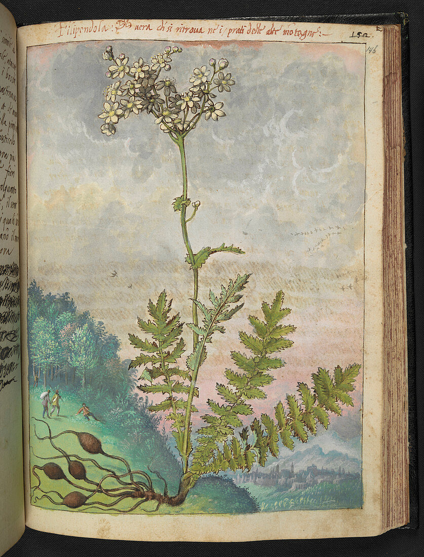 Filipendola plant,illustration