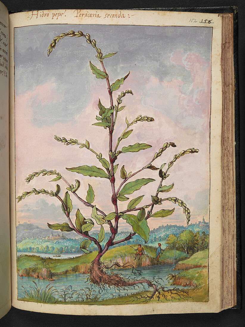 Knotweed (Persicaria sp.),illustration