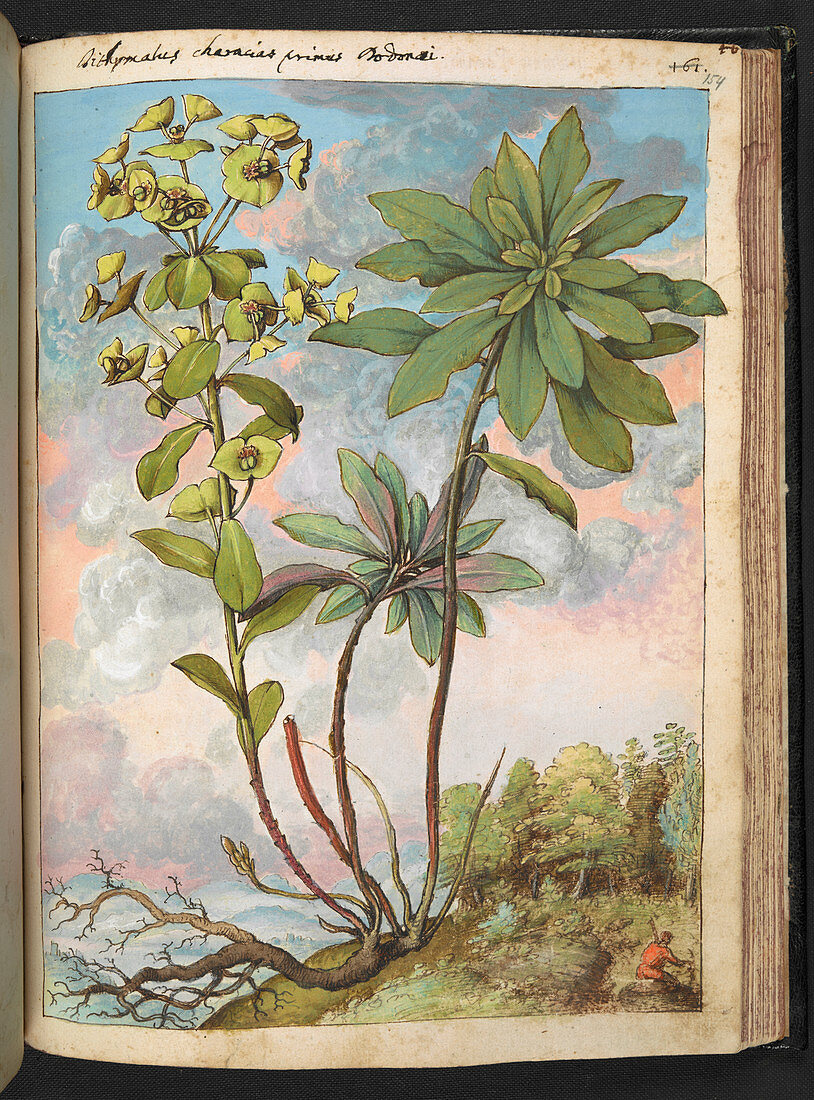 Euphorbia characias,illustration