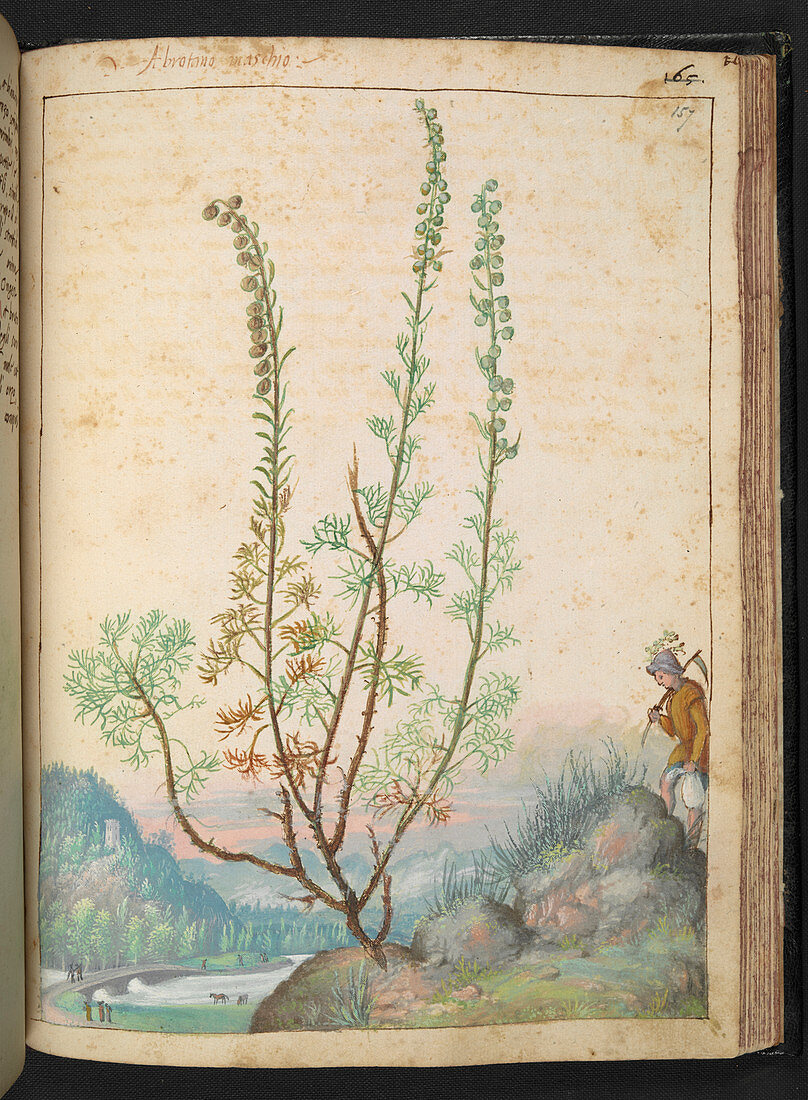 Artemisia abrotanum,illustration
