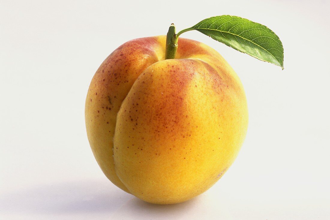 Single Ripe Apricot