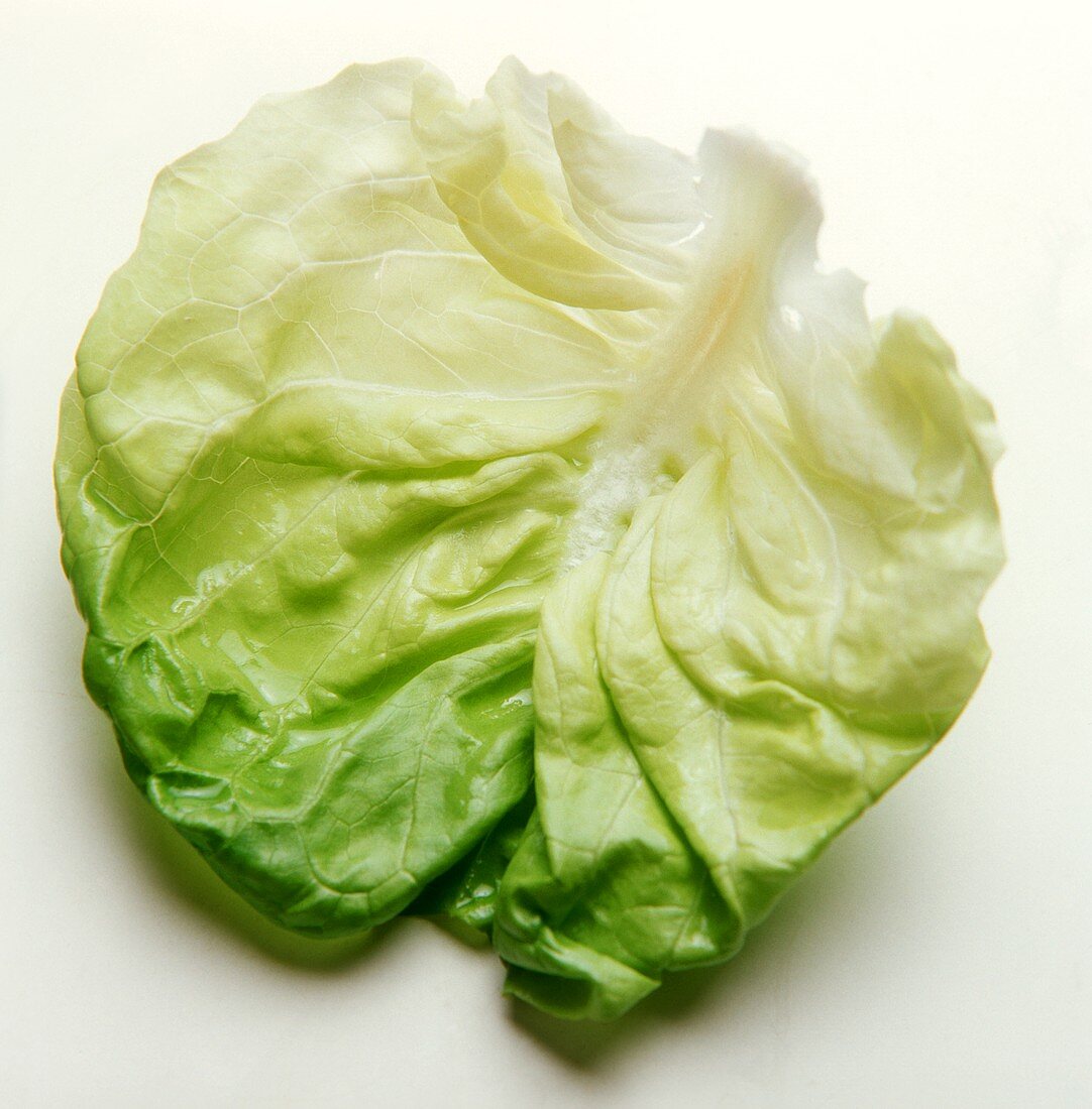 A Leaf of Cabbage