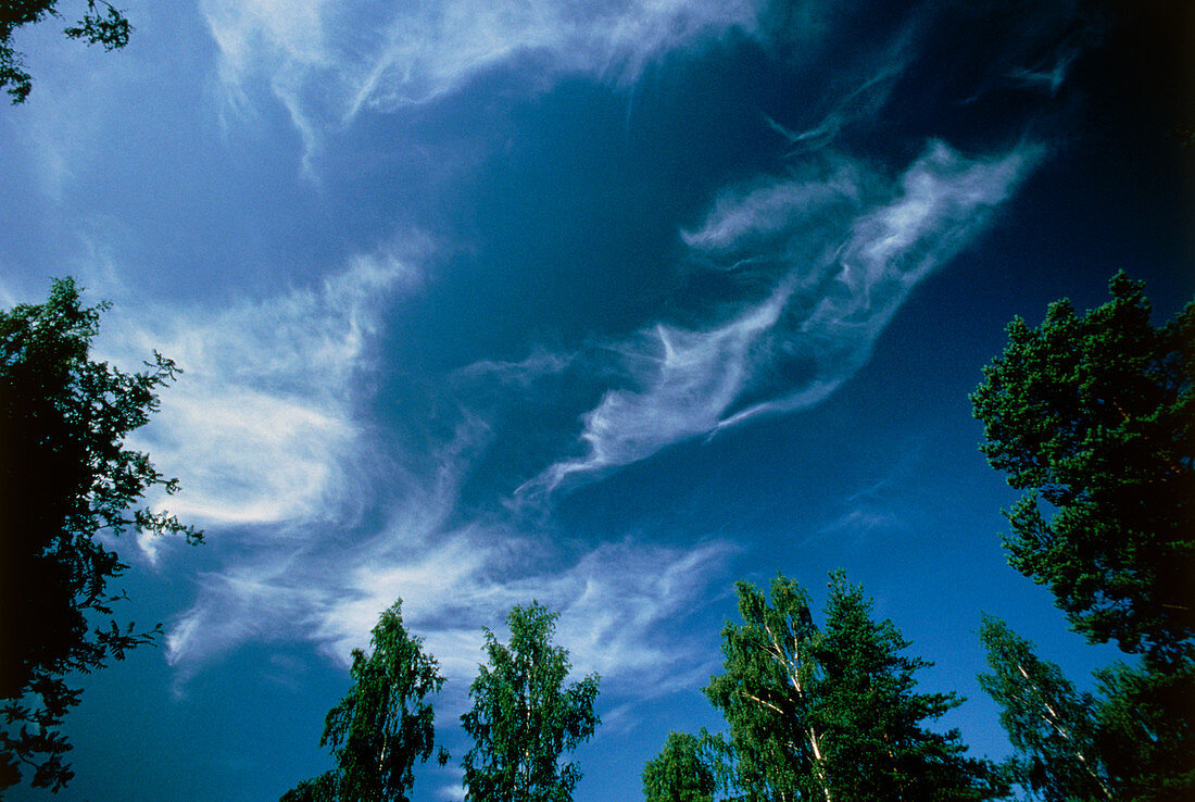 Cirrus clouds in the sky