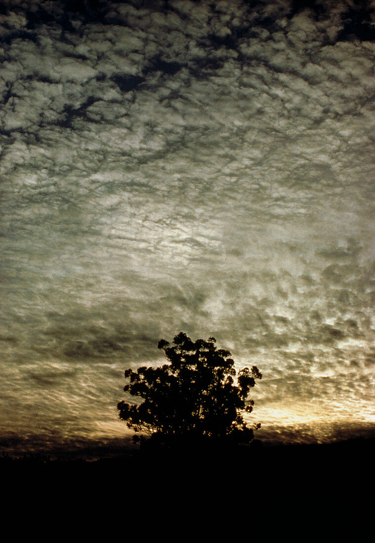 Cirrus and altocumulus clouds over tree