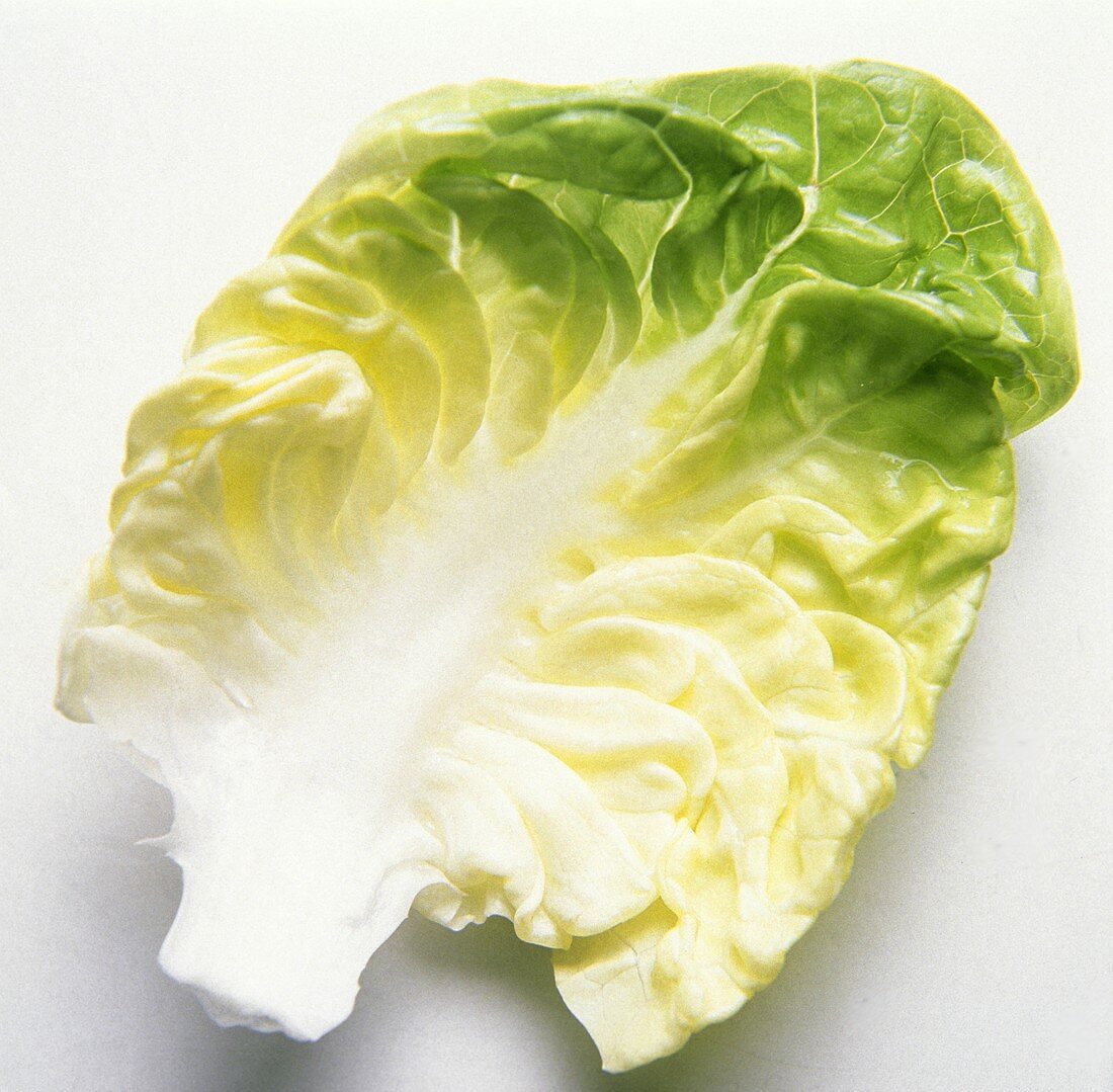One Leaf of Cabbage