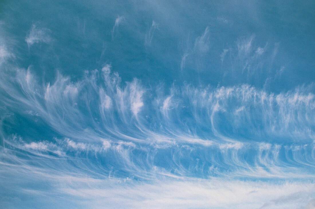 Lines of cirrus cloud Mare's Tails in the sky