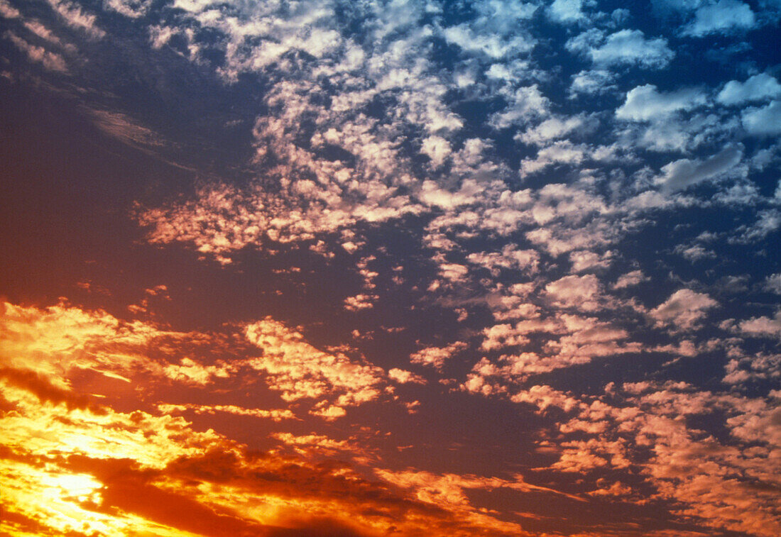 Cirrocumulus clouds seen in a sunset sky