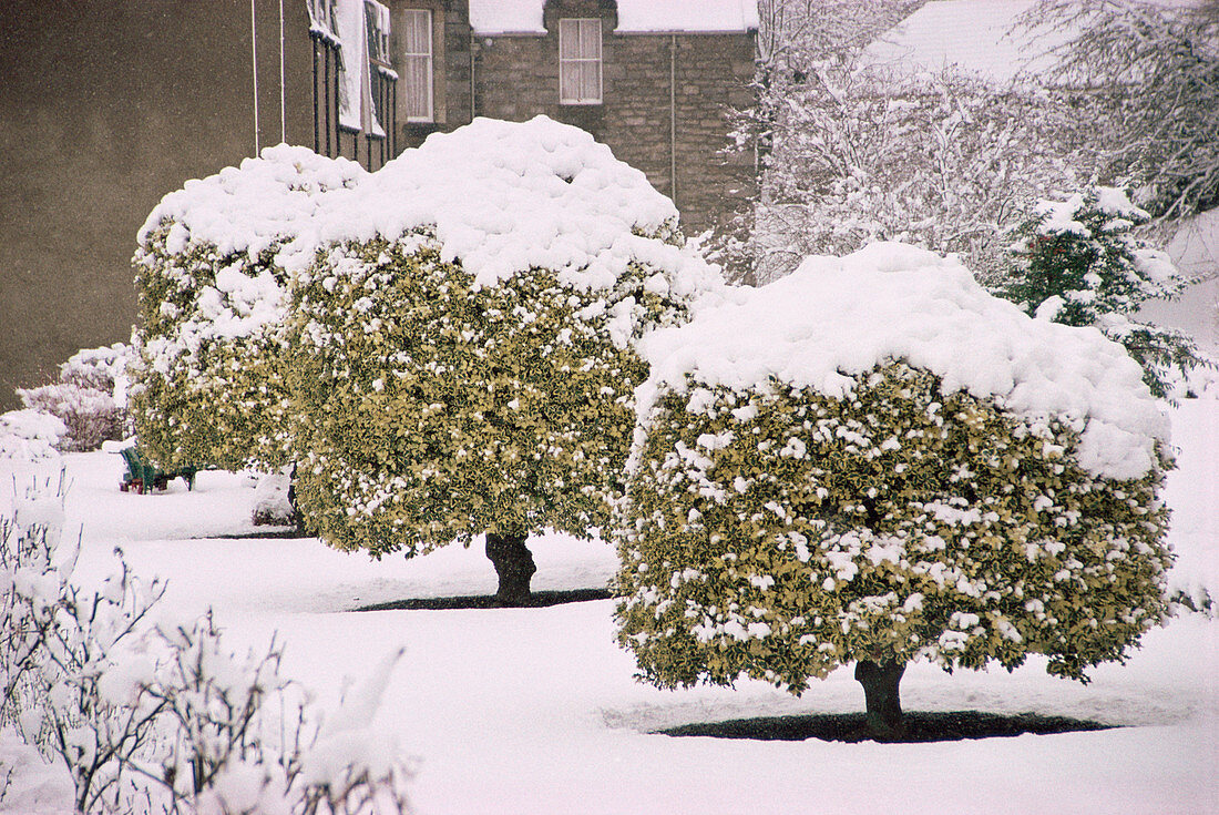 Snow covered holly trees