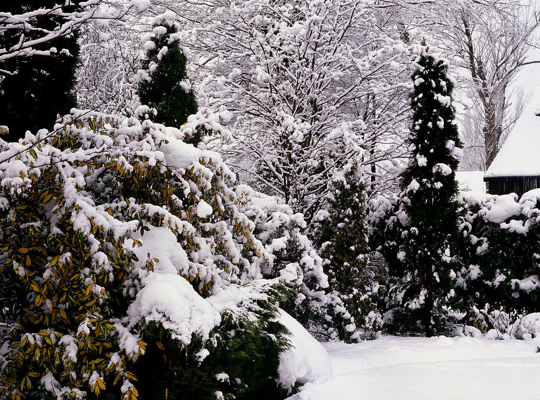 Garden under snow