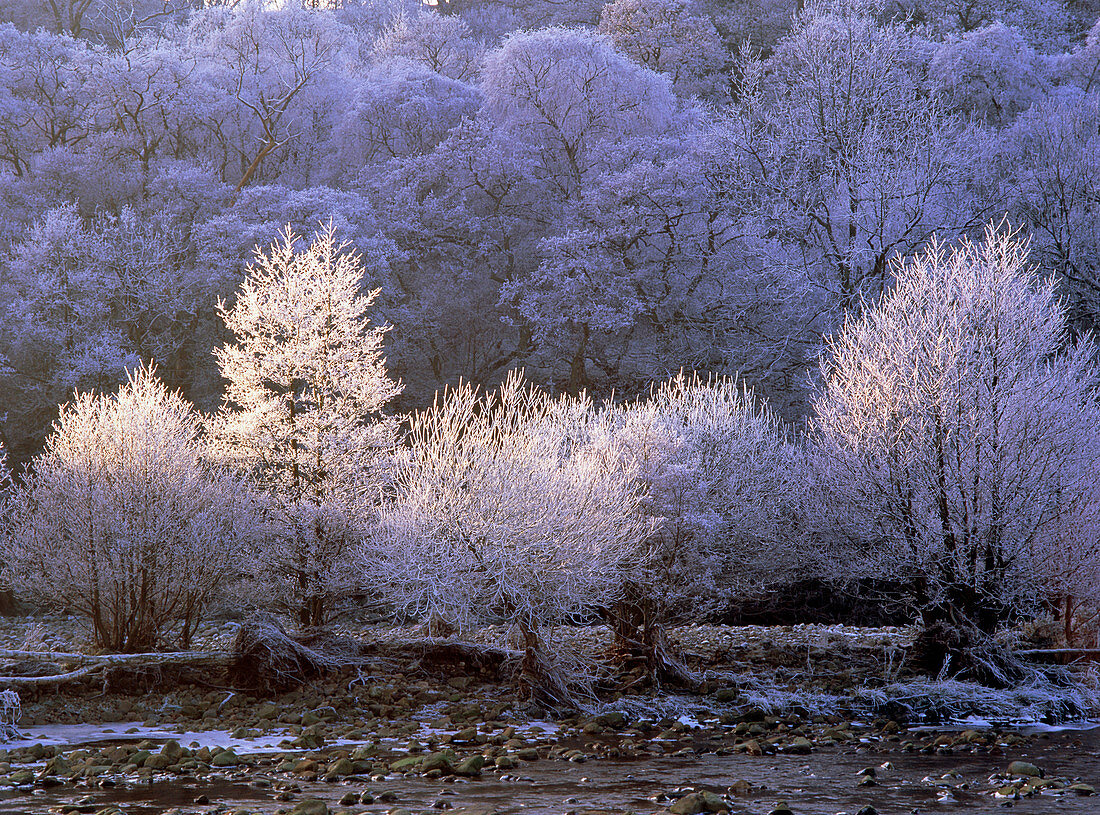 Trees covered with hoar frost