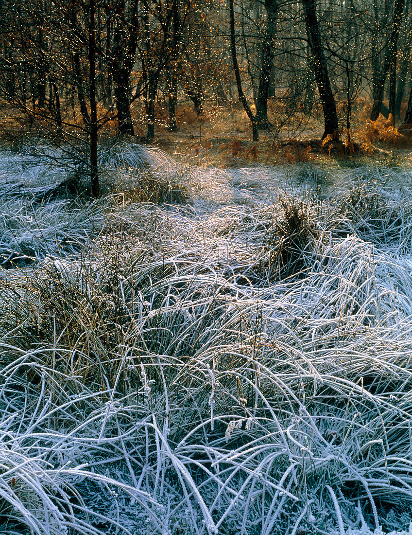 Frosty woodland edge