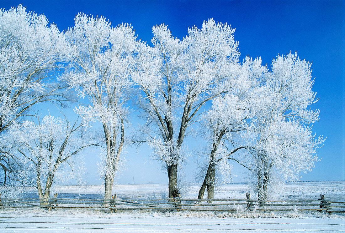 Hoar frost-covered trees