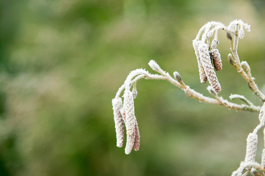 Frost on catkins