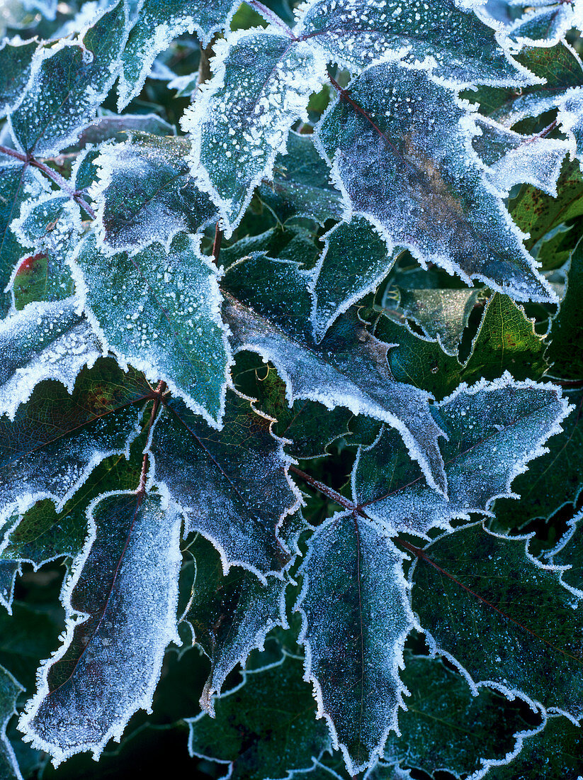Frost on Mahonia sp