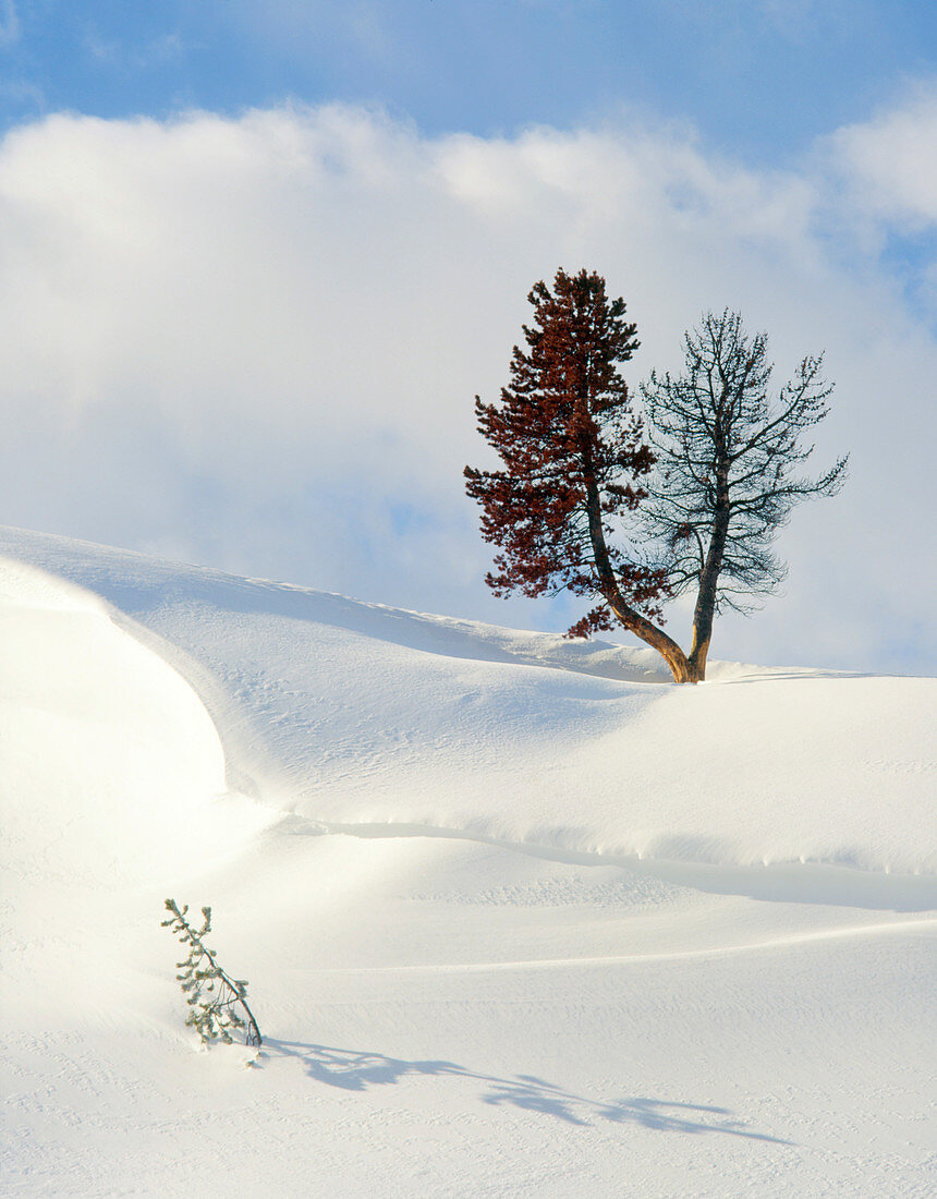Snowdrift with Lodgepole pine