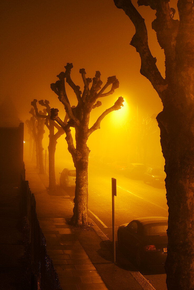 Pollarded trees in fog