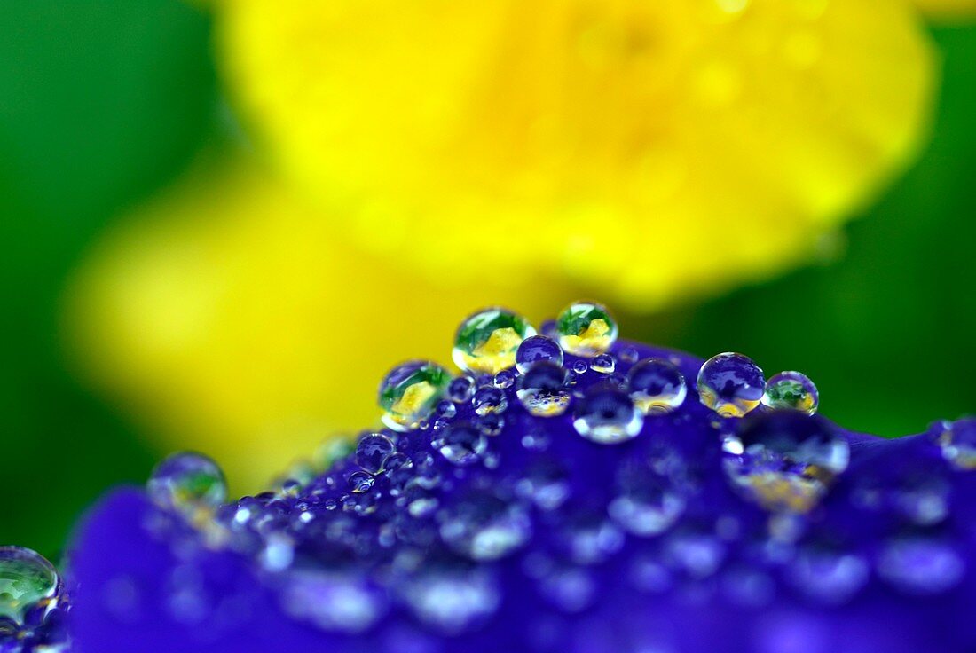 Dew droplets on a flower