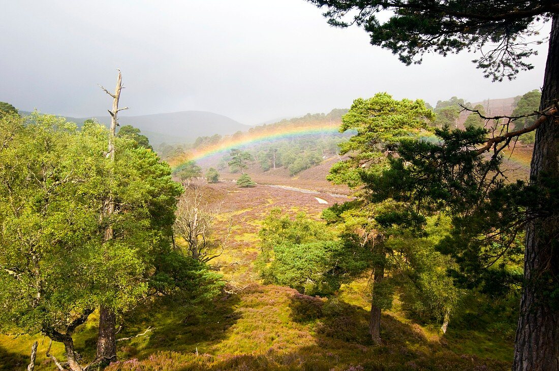 Rainbow over a scots pine forest
