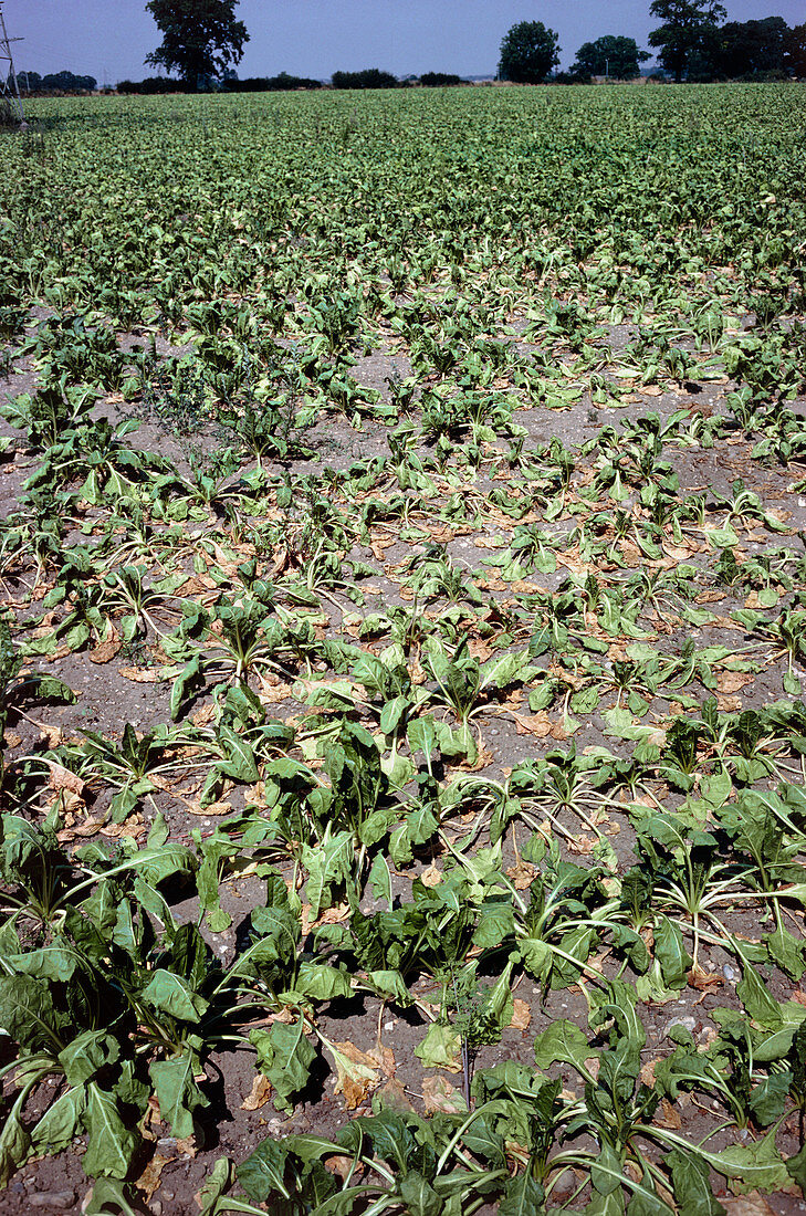 Drought stricken sugar beet