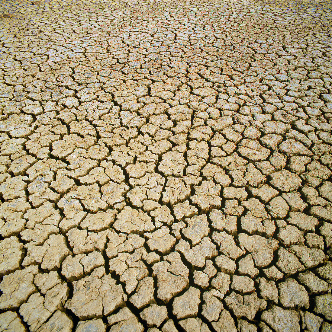 Mud cracking during a drought
