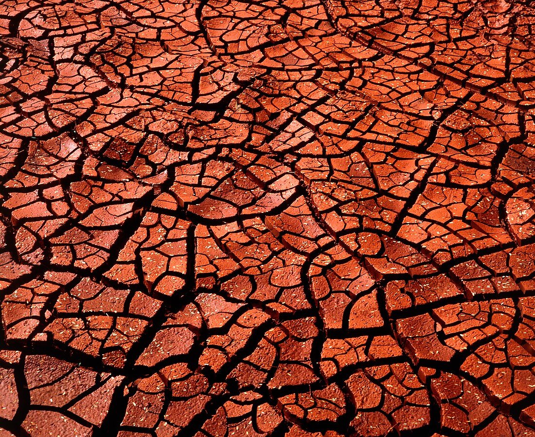 Cracked and dried mud in Hawaii