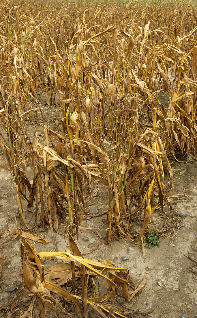 Drought stricken maize crop