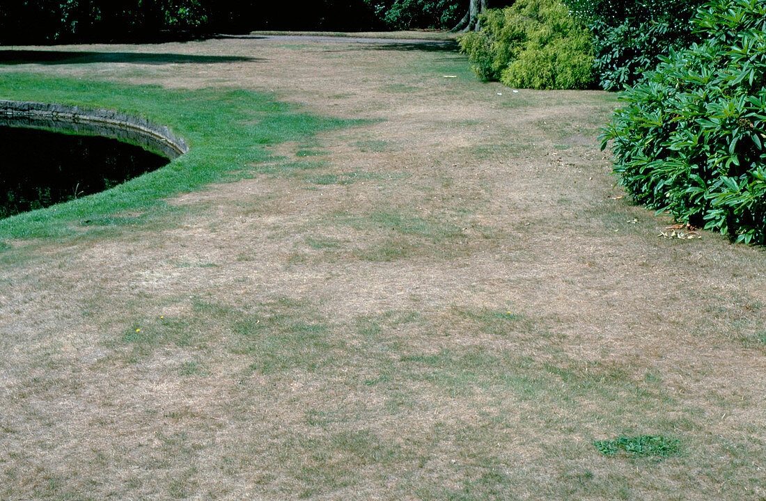 Scorched lawn in drought