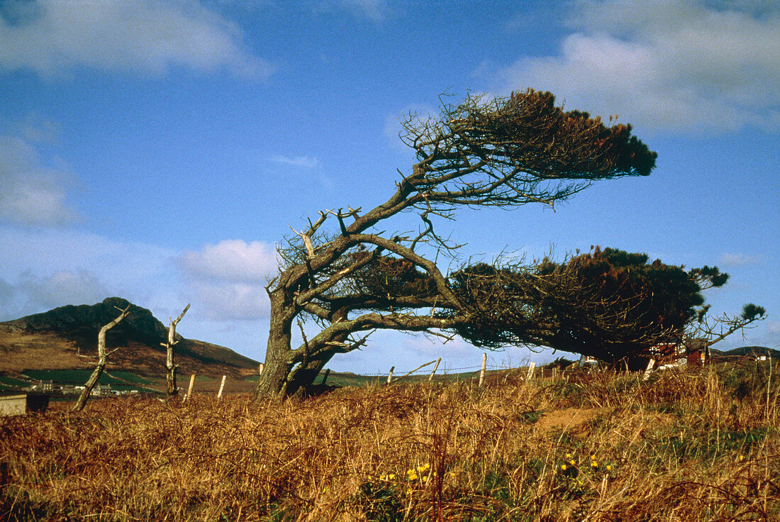 Wind affected trees