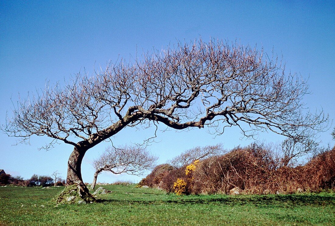 Oak trees shaped by wind