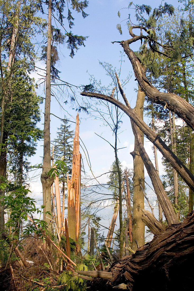 Storm damaged forest,Canada