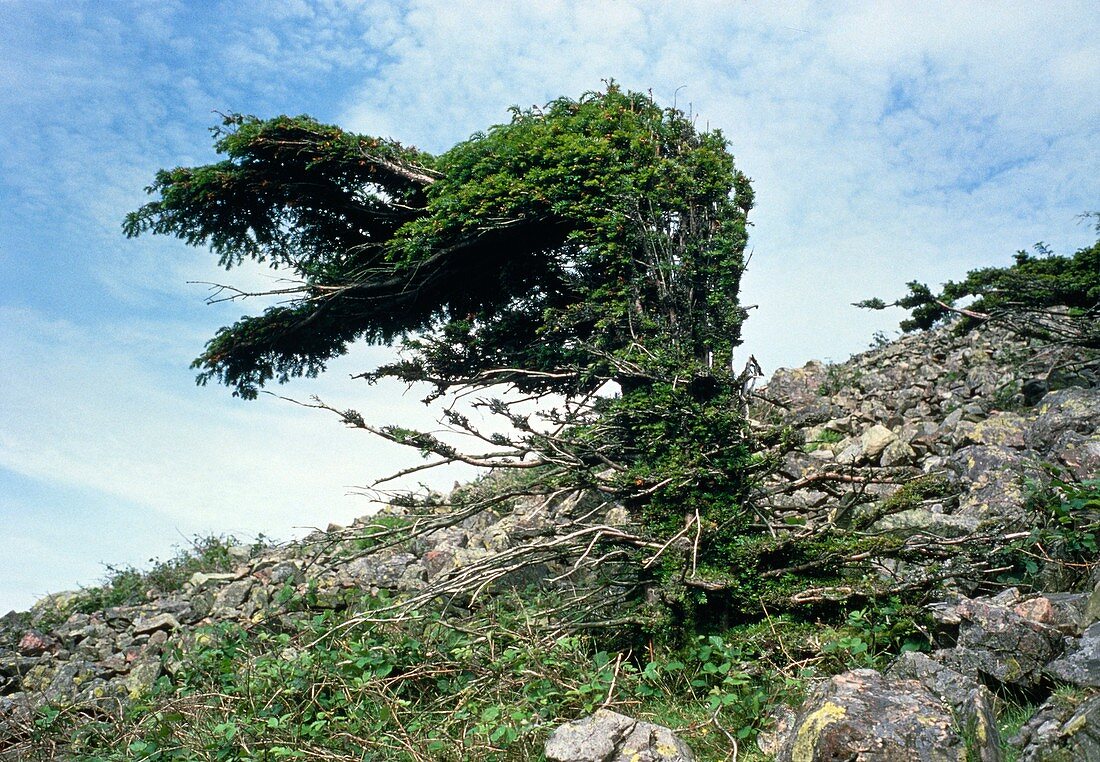 Wind-distorted yew tree on Cumbrian hillside