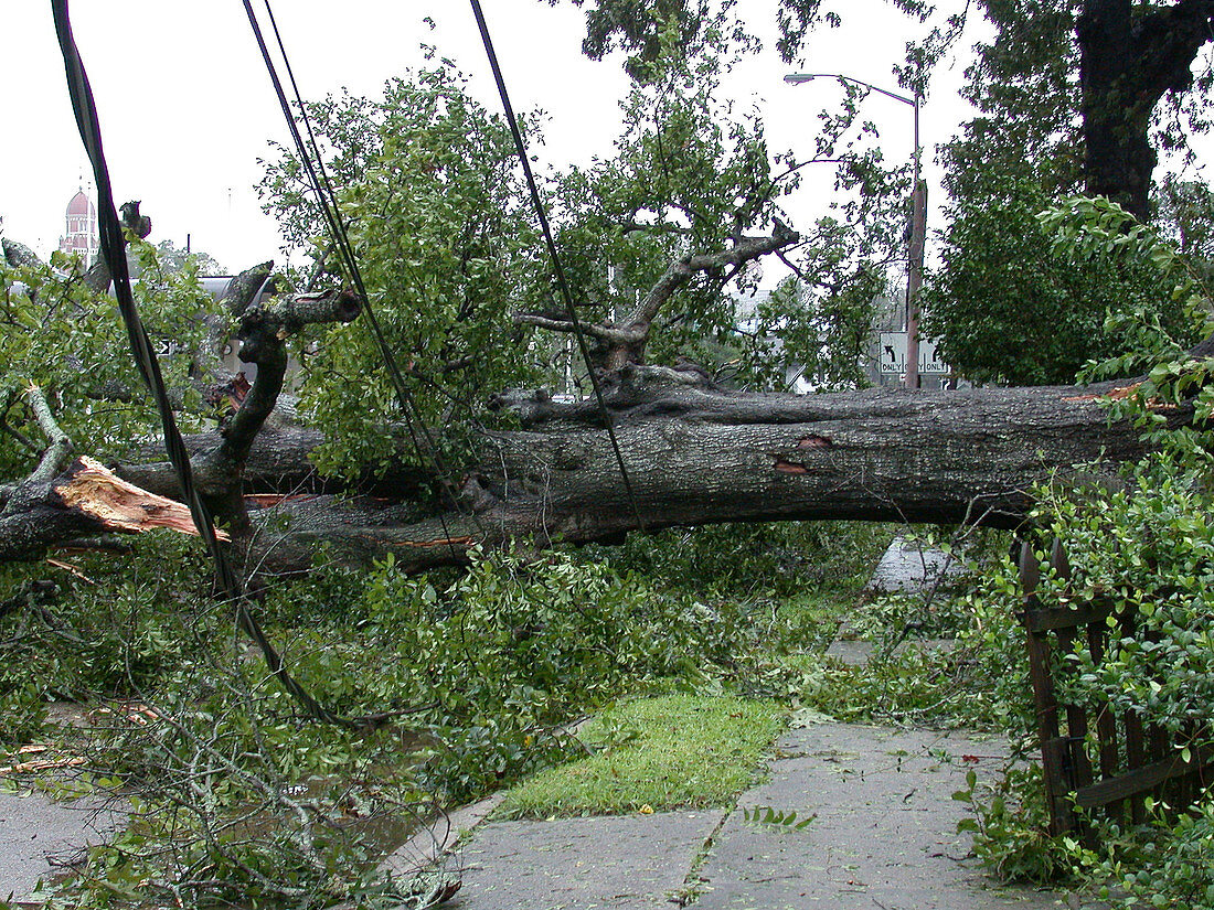 Hurricane damage