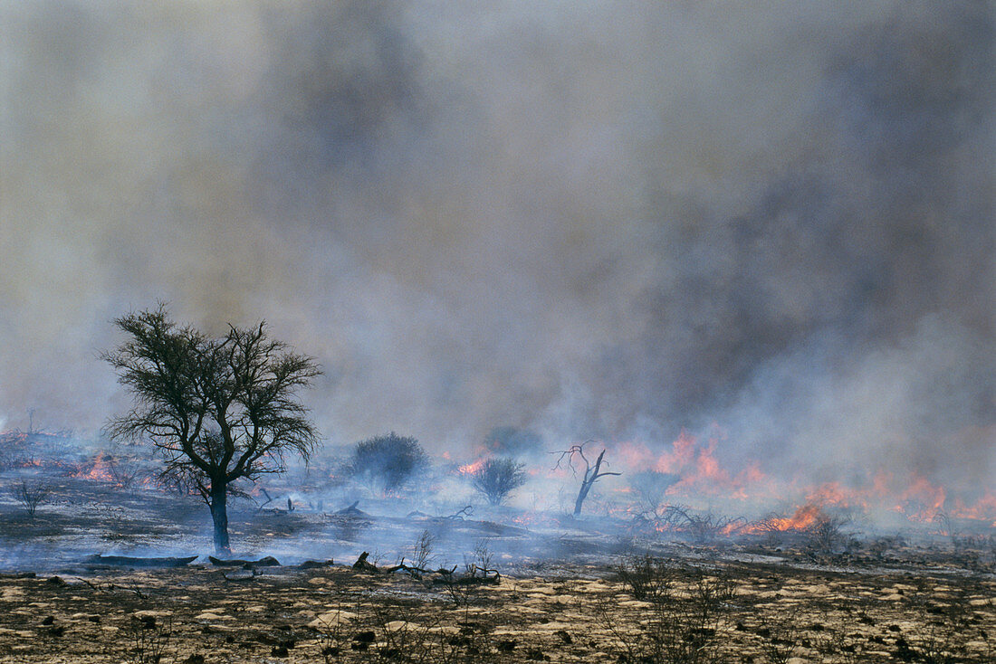 Burning grassland