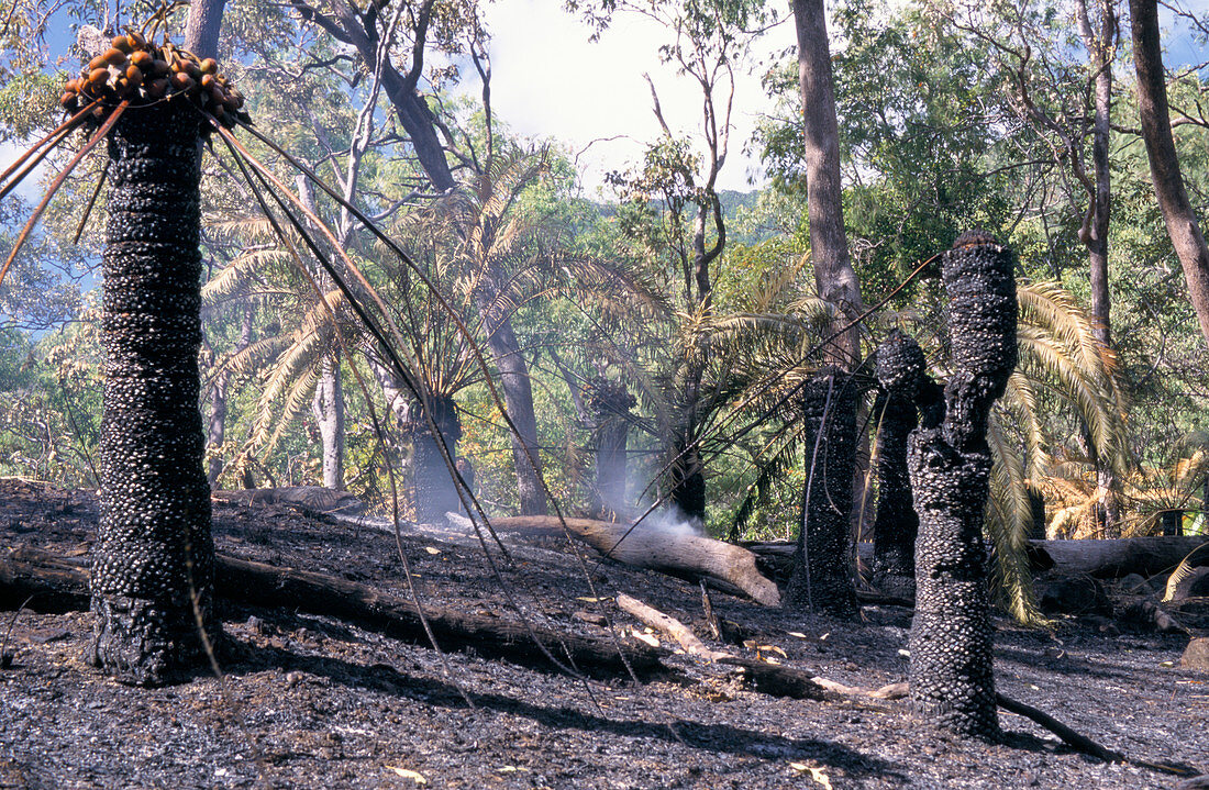 Burnt cycad trees