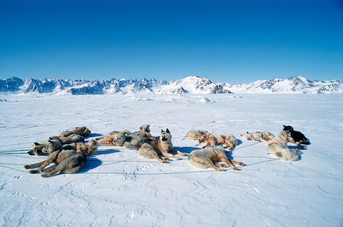 Inuit husky dogs
