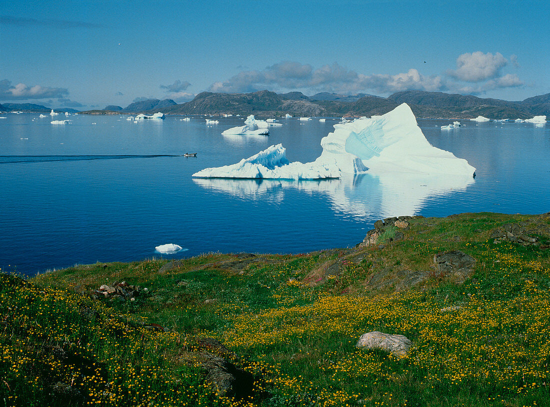 Icebergs in a fjord in Southern Greenland