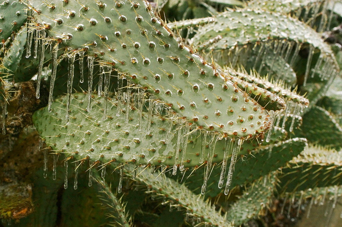 Icicles on cacti