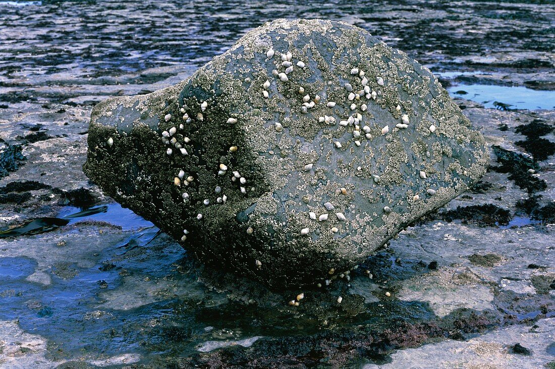 Barnacle- & whelk-covered boulder on rocky shore