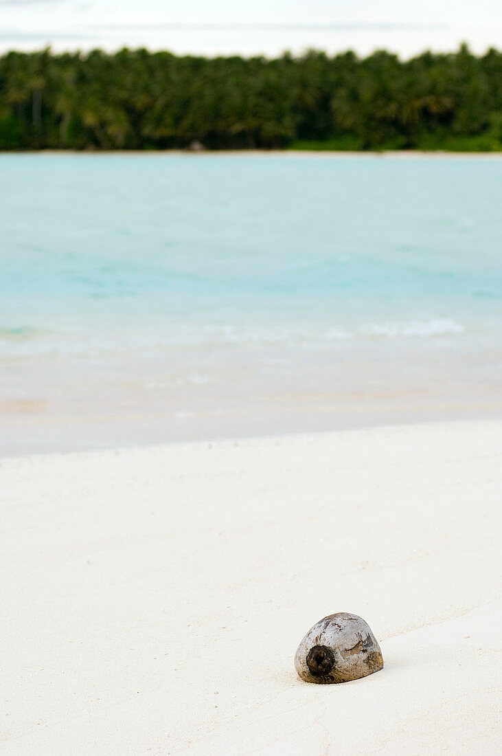 Coconut on a beach