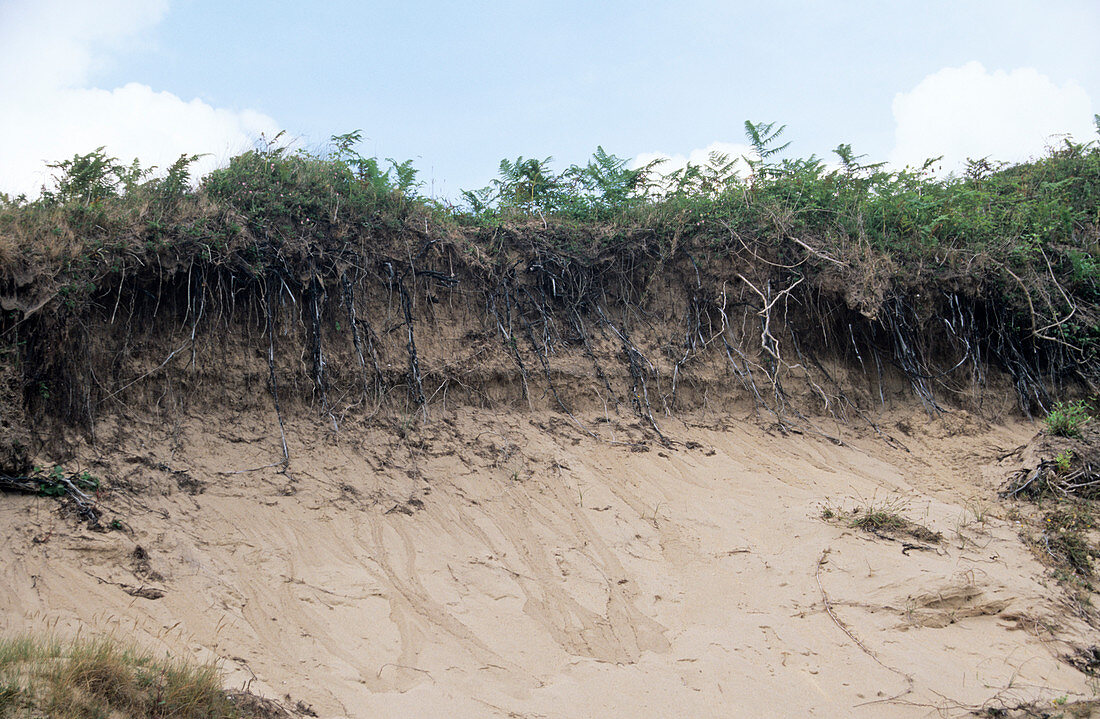 Sand dune erosion