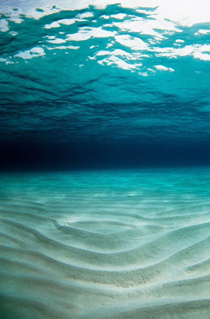 Sandy sea floor