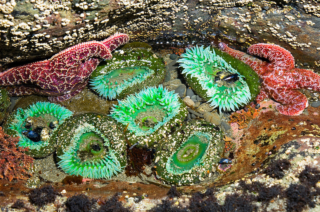 Tide pool