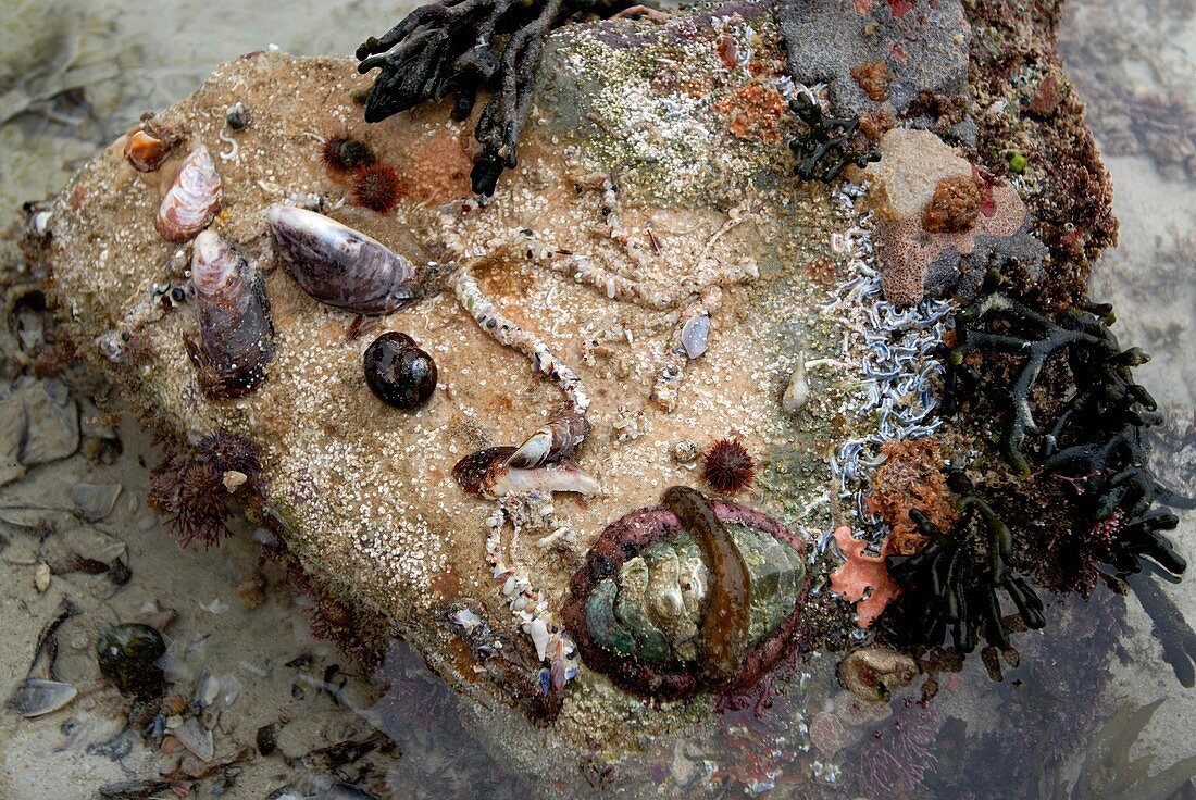Exposed rock in a tidal pool