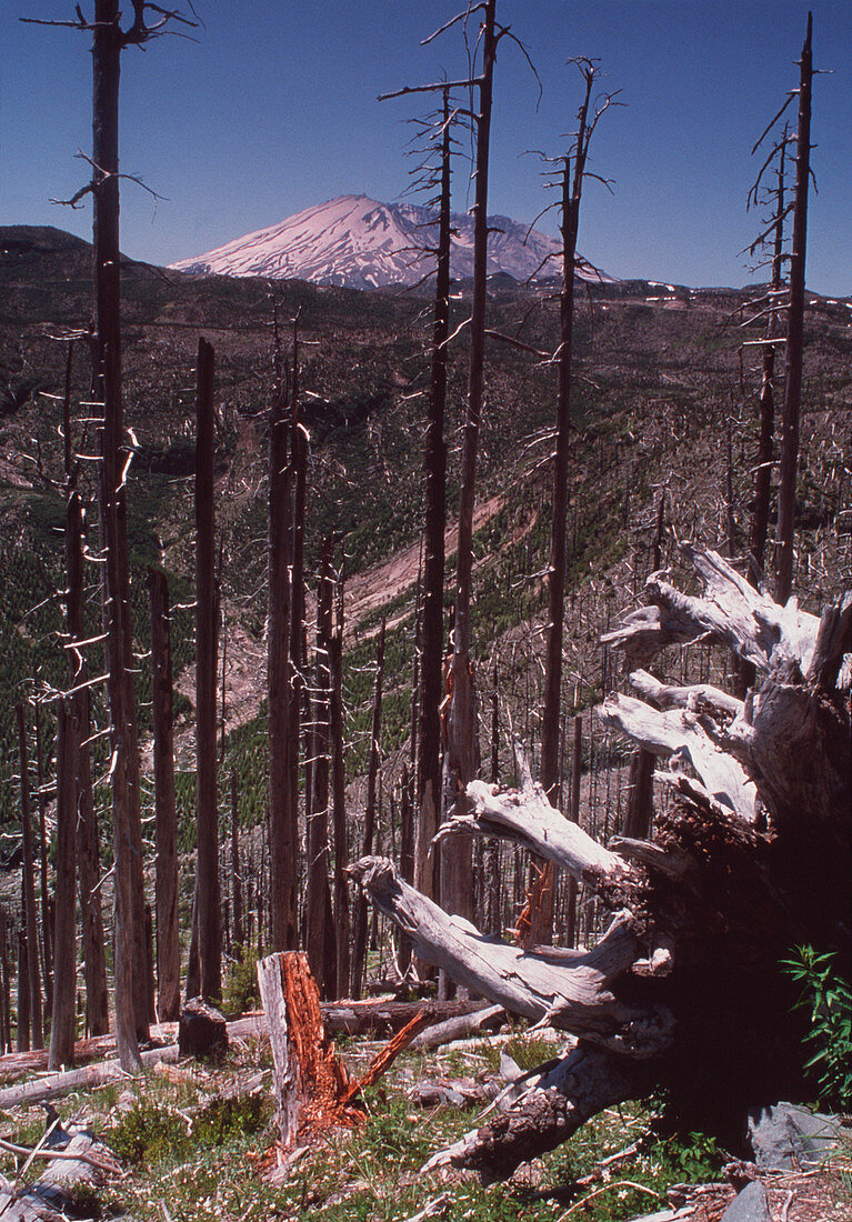 Dead trees killed by Mount St Helens