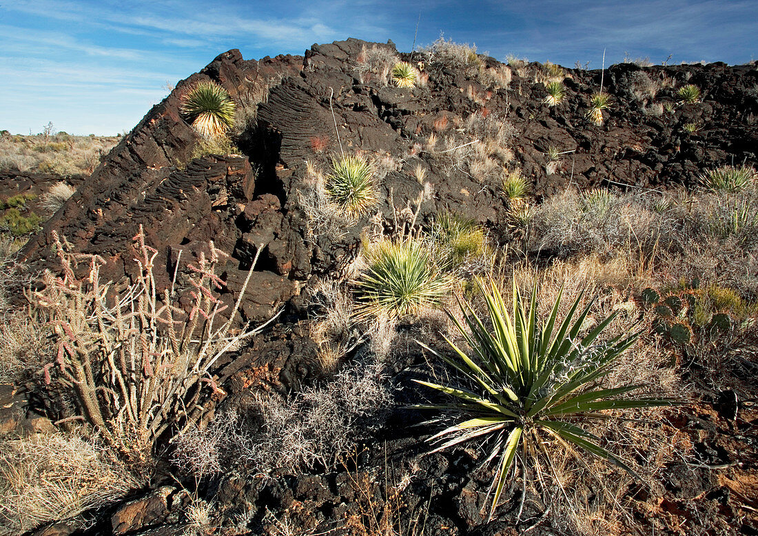 Vegetation on recent lava flow
