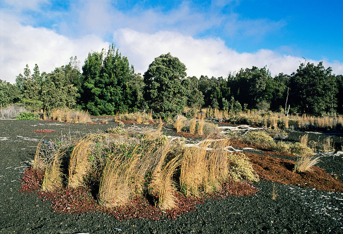 Plant regrowth on lava flow