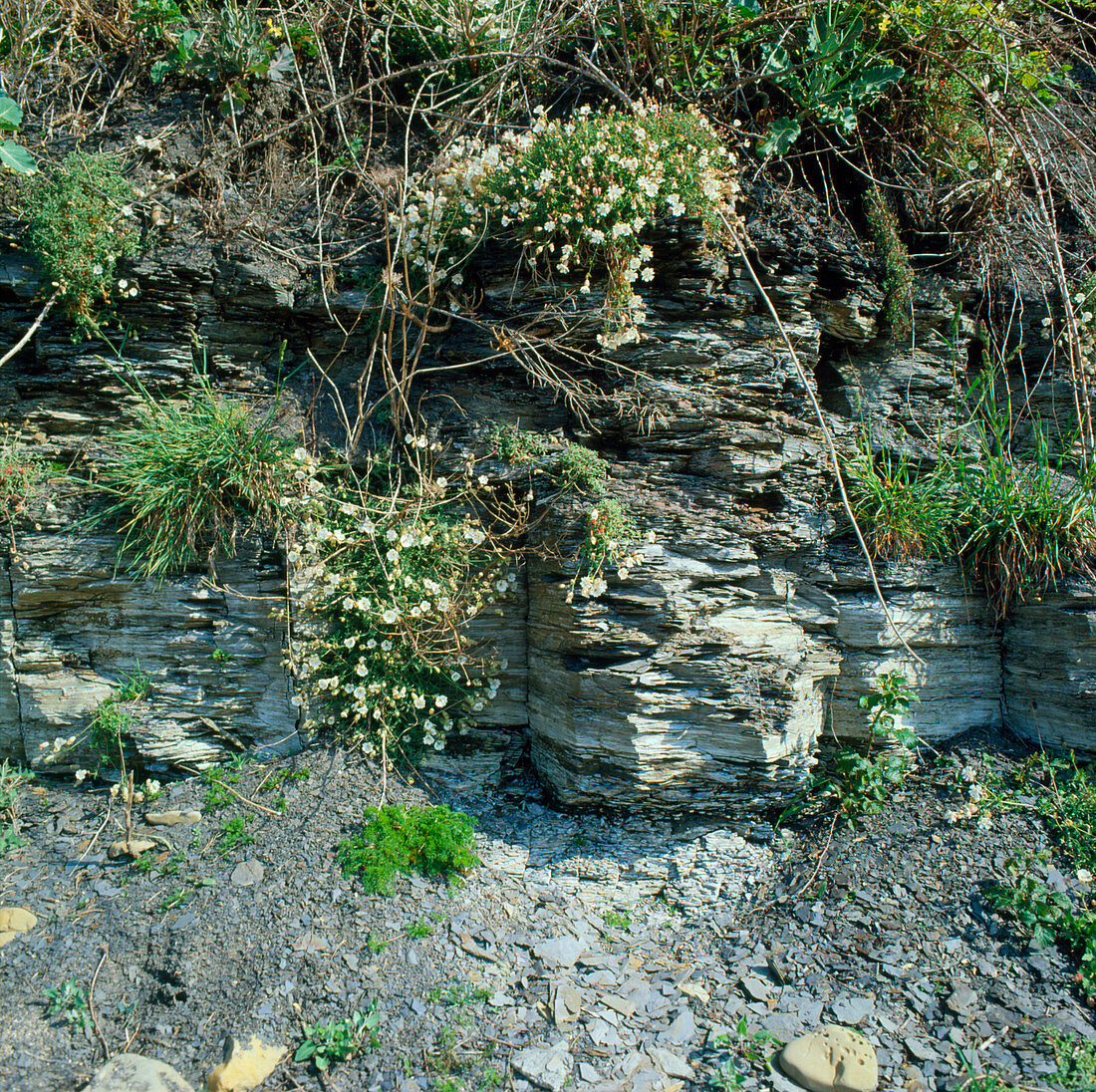 Close-up of shale strata,Kimmeridge,Dorset,UK
