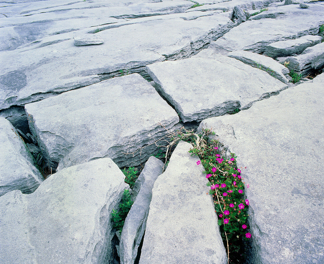 Limestone pavement with wild flowers in cleft