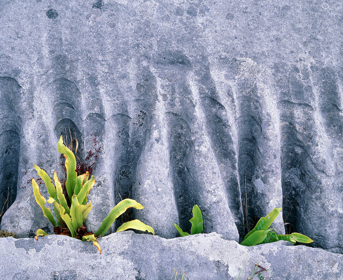Limestone pavement ridge with fern growth