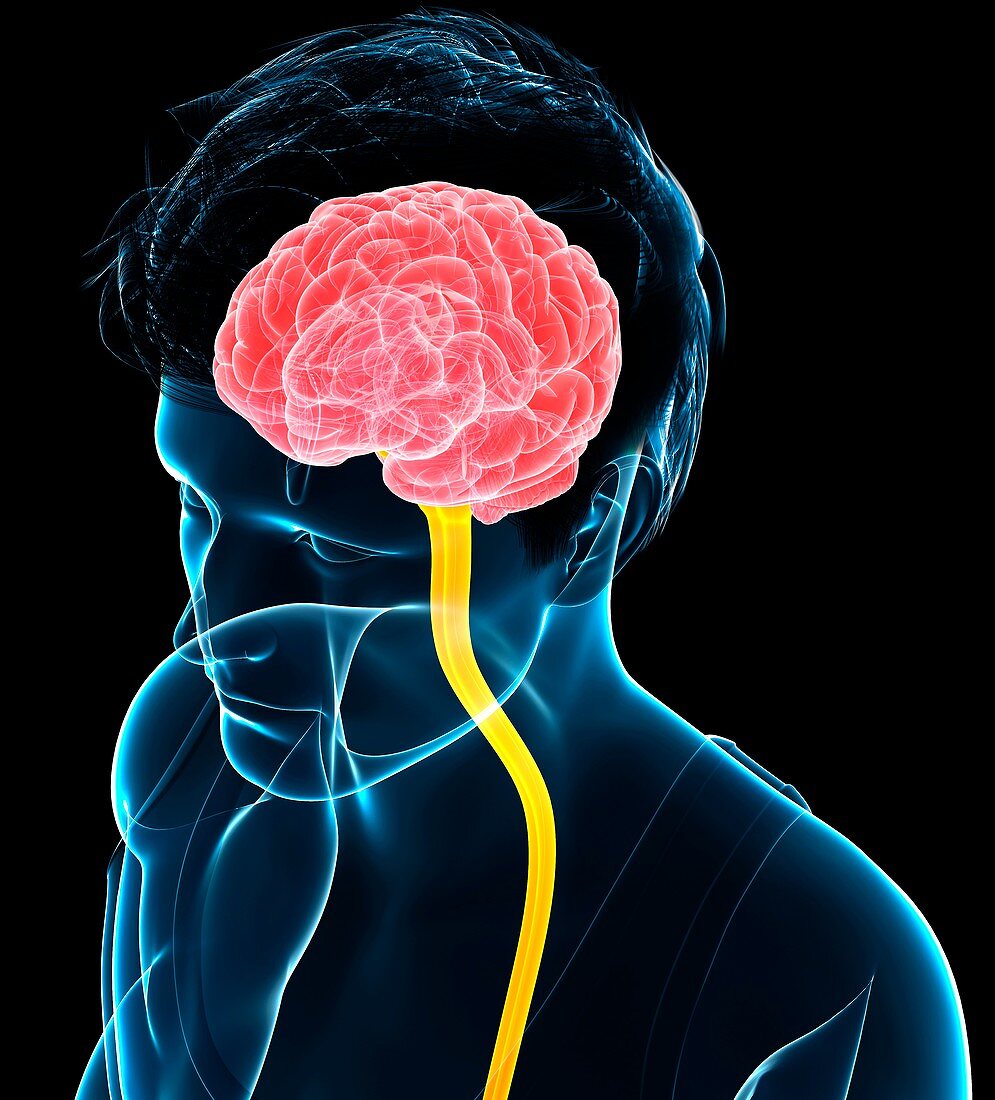 Central nervous system,illustration